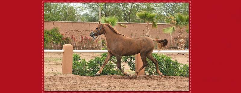 Les-cavaliers-d-al-hamra-Marrakech